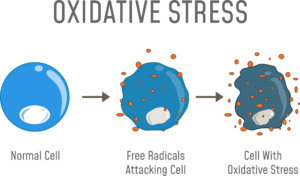 the effects of oxidative stress