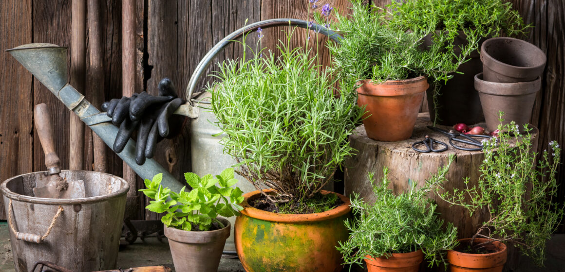 7 Easy Steps To Creating Your First Herb Garden