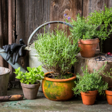 7 Easy Steps To Creating Your First Herb Garden