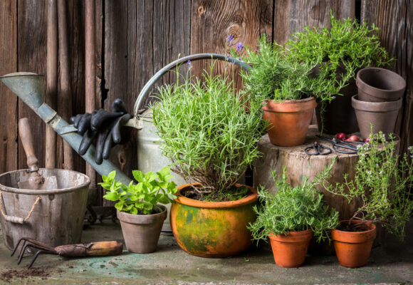 7 Easy Steps To Creating Your First Herb Garden